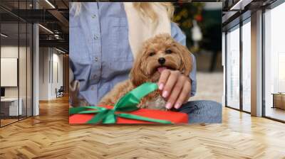 Woman opening Christmas gift and cute Maltipoo dog indoors, closeup Wall mural