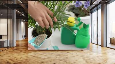 Woman pouring granular fertilizer into pot with house plant at table, closeup Wall mural