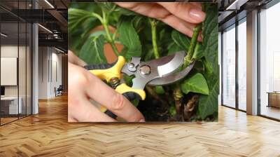 Woman pruning hortensia plant with shears outdoors, closeup Wall mural