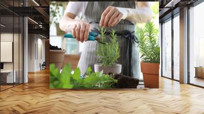 Woman pruning rosemary with secateurs at table among other potted herbs, closeup Wall mural