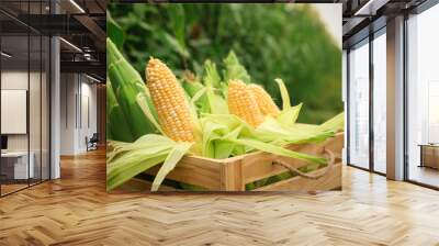 Wooden crate with fresh ripe corn on field Wall mural