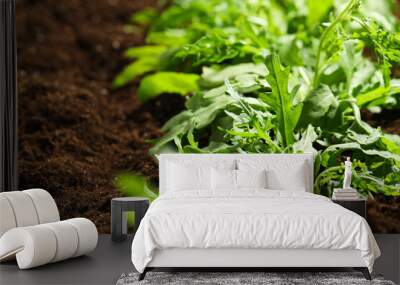 Young sprouts of arugula plant in soil, closeup Wall mural