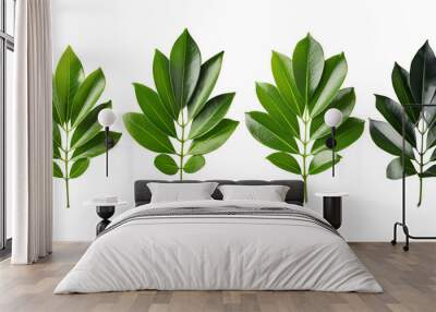 Collection of Schefflera Leaves isolated. group of green leaf cut out. Wall mural