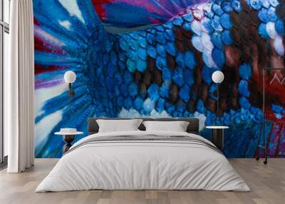 Close up detail multi color of galaxy betta fish (Siamese fighter fish).  Wall mural