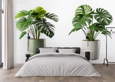 Collection of monstera plants in a pot isolated on transparent background Wall mural