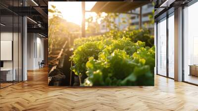 Vibrant green lettuce grows in an urban garden, bathed in the warm light of a setting sun, highlighting sustainable city farming.
 Wall mural