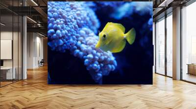 Yellow tang, saltwater fish (Zebrasoma flavescens) Wall mural