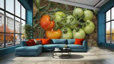 Tomatoes in a field Wall mural