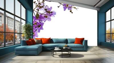 Isolated Lagerstroemia floribunda flower on white background Wall mural