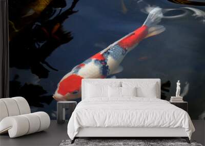 Colorful koi fish swimming in the lake Wall mural