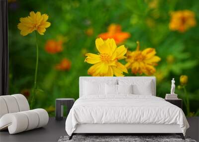 Close-up of Cosmos bipinnatus flower blooming in the garden Wall mural