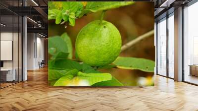 Close-up of guava fruit on a tree in the garden Wall mural