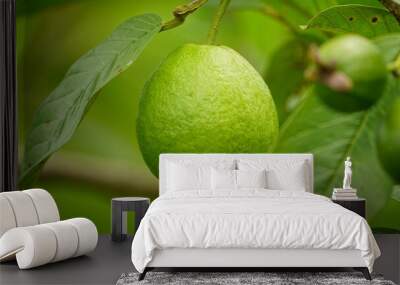 Close-up of guava fruit on tree Wall mural