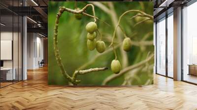 Close-up of Spondias mombin fruit on the tree Wall mural