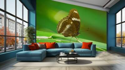 Close-up of wild Hypolimnas butterfly Wall mural