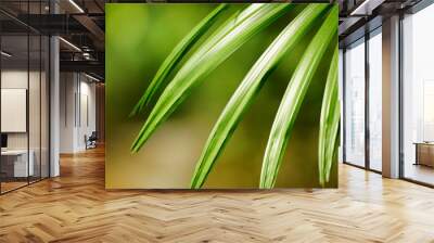 Palm leaves on natural background Wall mural