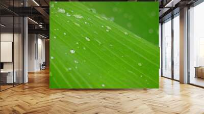 water drops on leaf Wall mural