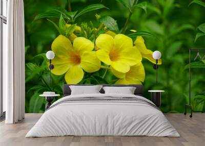 Yellow Allamanda cathartica flowers bloom in the garden Wall mural