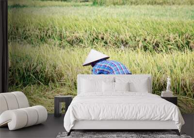 rice fields in vietnam Wall mural