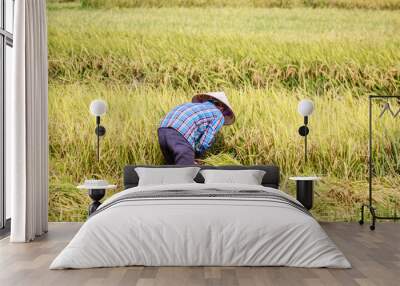 rice fields in vietnam Wall mural