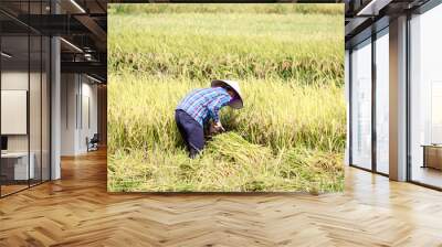 rice fields in vietnam Wall mural