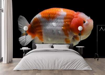 portrait of gold fish ranchu Wall mural