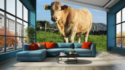 Cattle; Charolais breed bullock on farmland in rural Ireland during summertime Wall mural