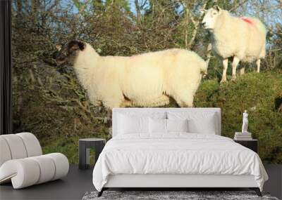 Two sheep on hill on farmland in rural Ireland during winter Wall mural