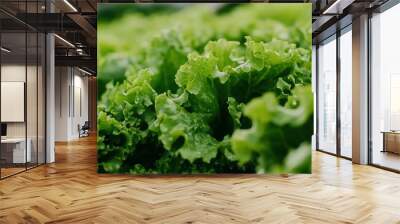 Field vegetable lettuce fresh organic farm. Close up hydroponic vegetable plantation green salad cultivate farm. Green oak lettuce salad in green Farm. Salad farm vegetable green oak - generative ai Wall mural