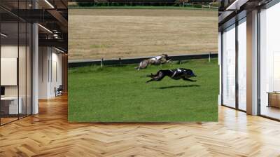 2 greyhound dogs racing on a belgian racetrack. A black spanish galgo and another spanish galgo. Wall mural