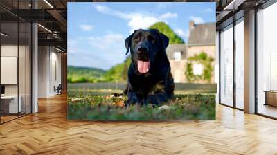 Pretty black labrador dog in the light of the end of the day lying on grass with in the background a part of a rustic country house in Condroz, Belgium. Wall mural