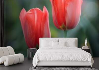 Two graceful tulips with gradient red hues Wall mural