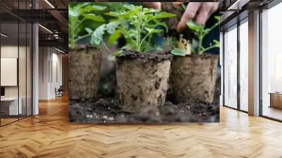 Gardener planting seedling of tomato plant in biodegradable peat pot into soil at vegetable garden. Spring sustainable gardening Wall mural