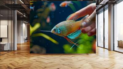 Colorful African Cichlid Fish in Aquarium
 Wall mural