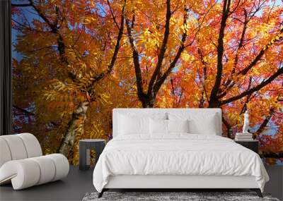 View of colorful trees during autumn near Dallas, Texas Wall mural