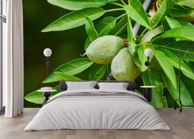 Detail of almond tree branch with fruits Wall mural