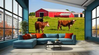 Two brown and white cows in pasture with black cow on peaceful farm with red barn Wall mural