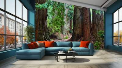 Winding path goes around large Redwood trees in California Wall mural