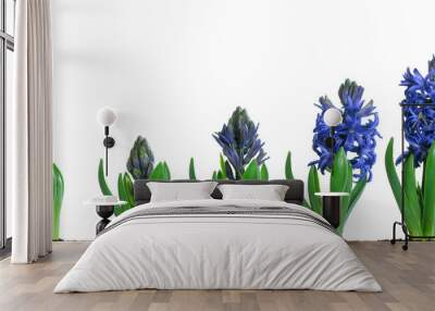 Blue Hyacinth Blooming Wall mural