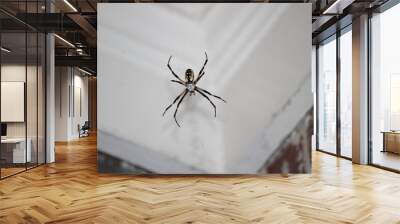 Writing Spider Wall mural