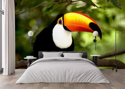 Toco Toucan in deep (Ramphastos toco) for background use Wall mural