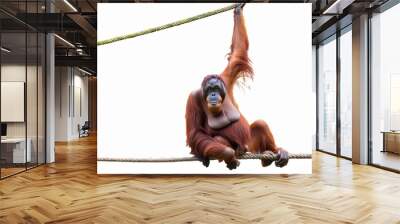 orang utan ape hanging on a vine in the trees isolated on a white background as transparent png Wall mural