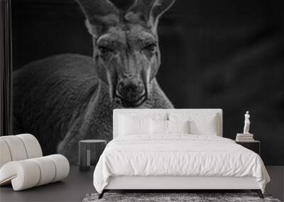 Grayscale shot of a Red kangaroo looking at the camera with blur background Wall mural