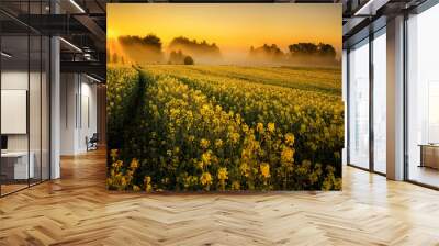 Sunrise on a canola field, New South Wales, Australia Wall mural