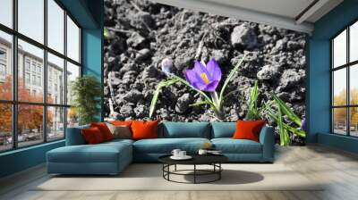 Crocus Flower in a Meadow: A Vibrant Springtime Bloom
 Wall mural