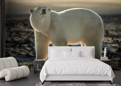 Backlit polar bear stands with eyes closed Wall mural