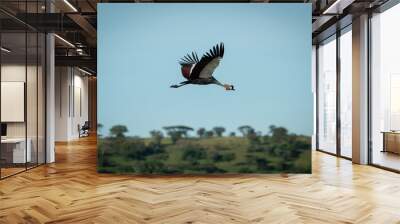 Grey crowned crane flying over wooded ridge Wall mural