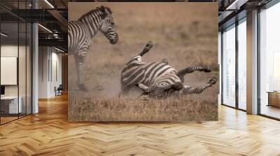 Plains zebra rolls on back beside mother Wall mural