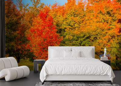 Fall Trees Wall mural