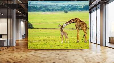 A mother giraffe with her baby Wall mural